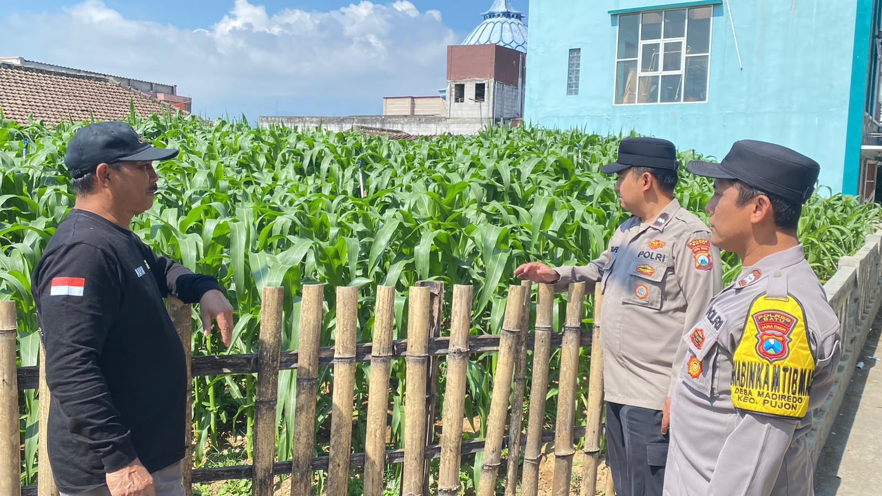 Binmas Pioner Polsek Pujon Turun ke Lahan, Serap Aspirasi Petani Jagung Pipil Perkuat Ketahanan Pangan