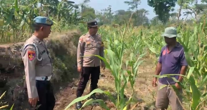 Binmas Pioner Polsek Kasembon Perkuat Sinergi dengan Petani Jagung Manis, Dukung Ketahanan Pangan Nasional