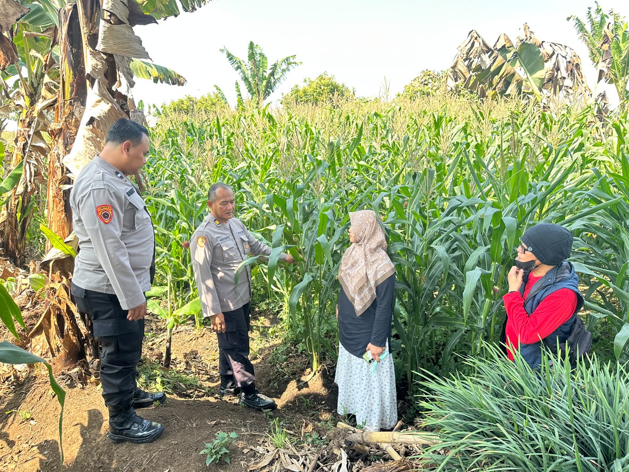 Polres Batu dan Dinas Pertanian Perkuat Sinergi, Lahan Jagung Binaan Polri Siap Panen September dan Sambut Tanam Raya Serentak 2026