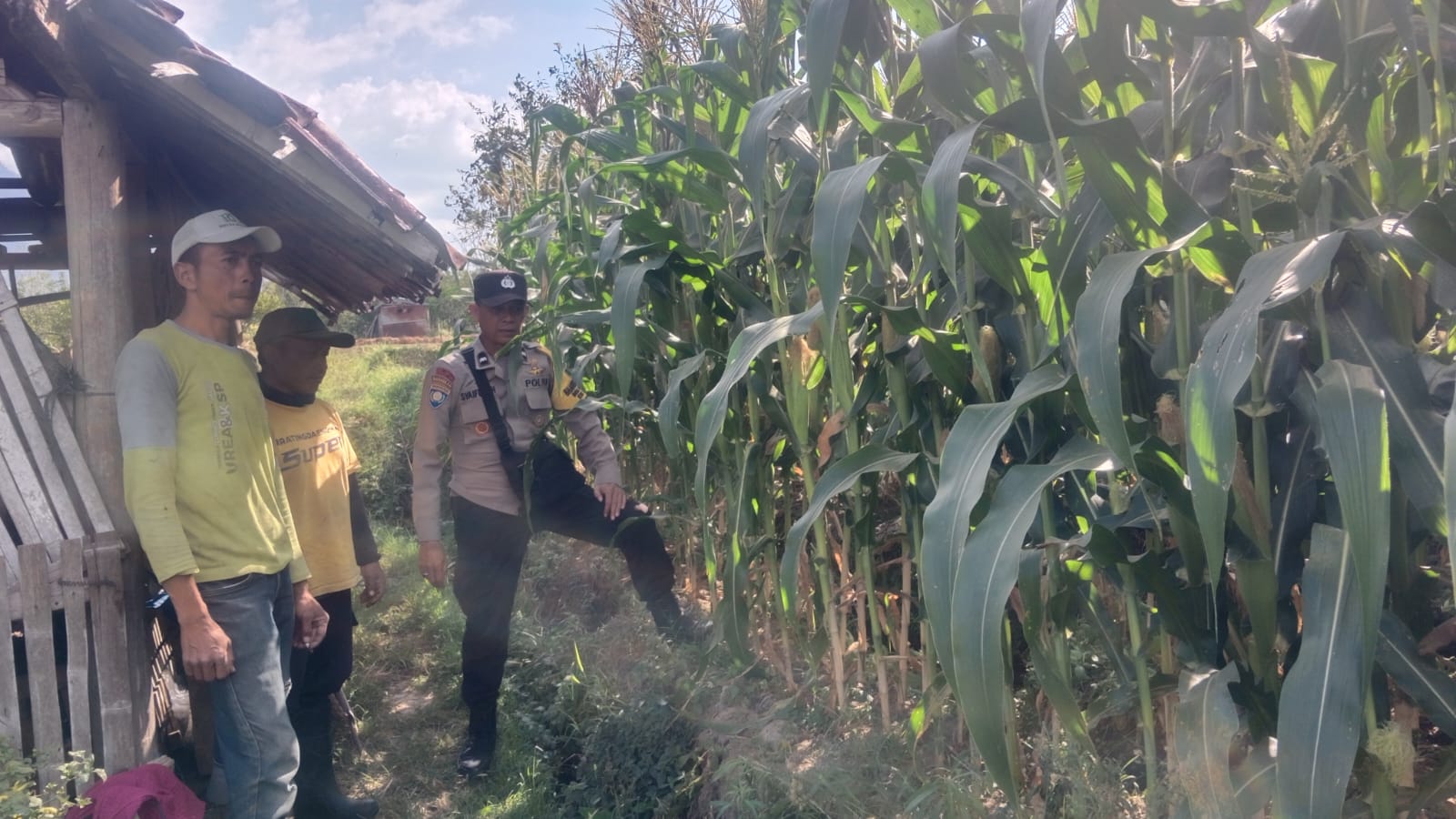Binmas Pioner Polsek Bumiaji Perkuat Pendampingan Petani Jagung Manis, Dukung Ketahanan Pangan dari Tingkat Desa