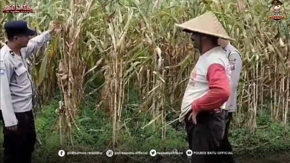 Bhabinkamtibmas Bendosari Perkuat Sinergi dengan Petani Jagung, Dukung Ketahanan Pangan dan Kamtibmas