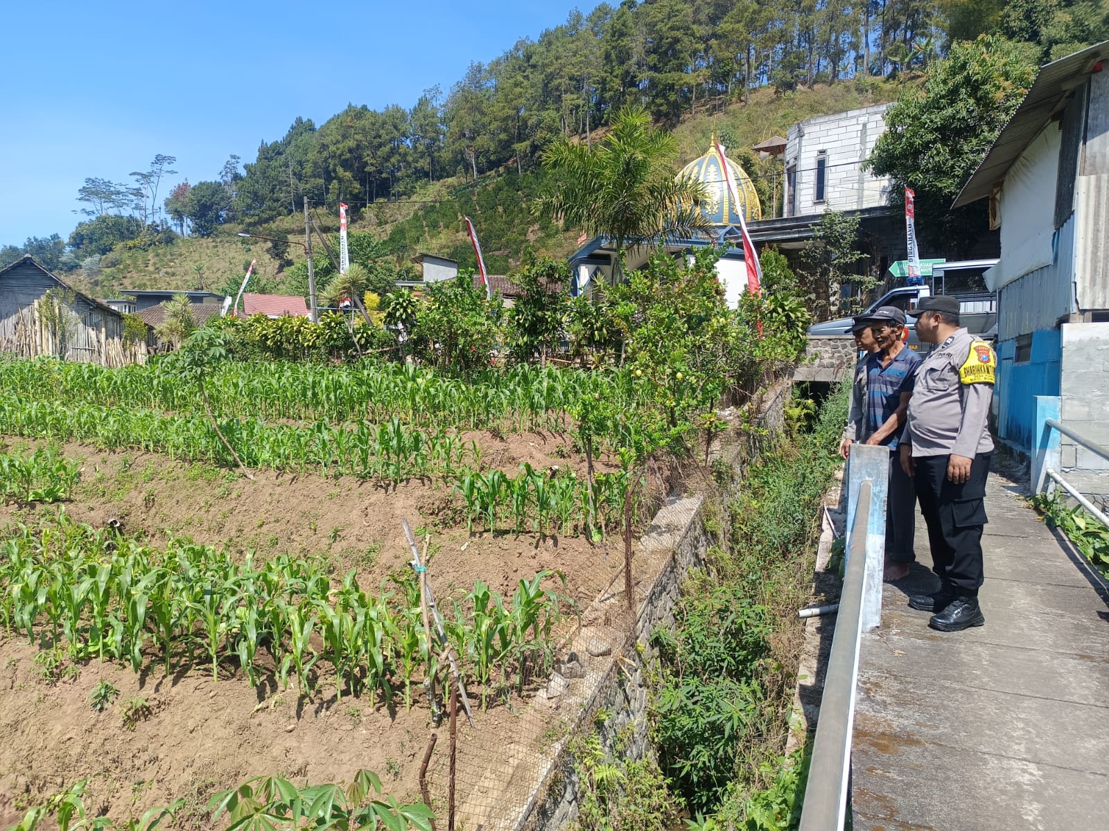 Polsek Bumiaji Perkuat Kemitraan dengan Petani Jagung Manis, Dukung Ketahanan Pangan dari Tingkat Desa