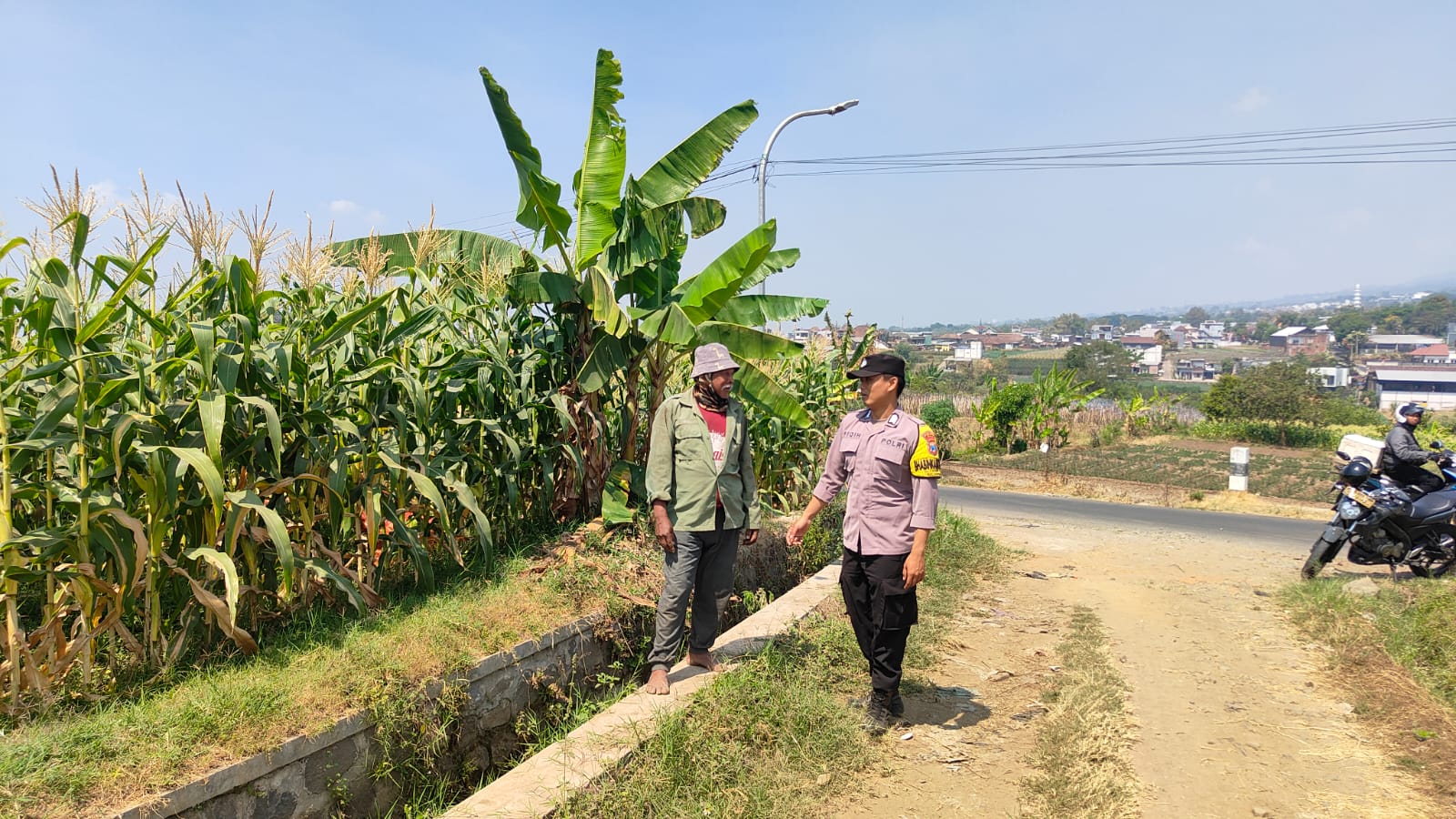 Jelang Panen Jagung Manis, Bhabinkamtibmas Pandanrejo Intensifkan Pendampingan Petani untuk Dukung Ketahanan Pangan