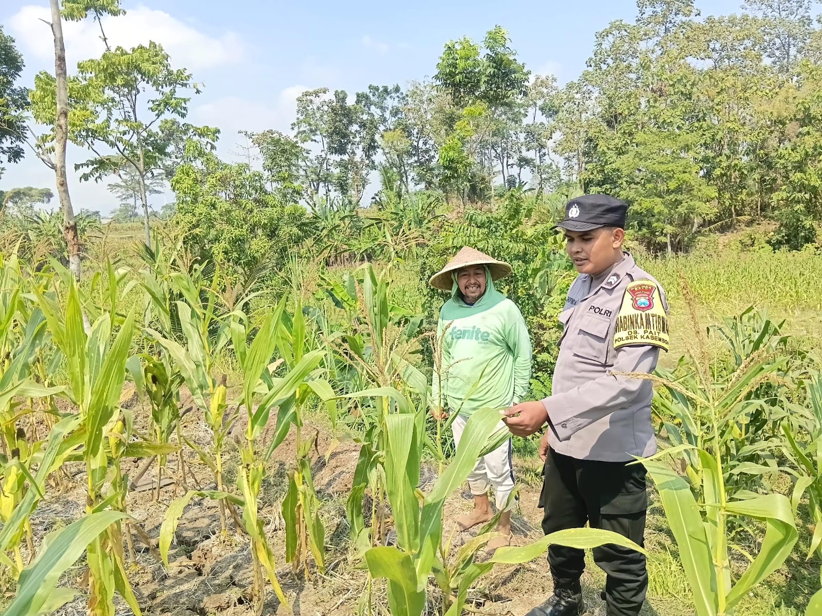 Turun ke Lahan, Bhabinkamtibmas Pait Serap Aspirasi Petani Jagung Manis demi Perkuat Ketahanan Pangan