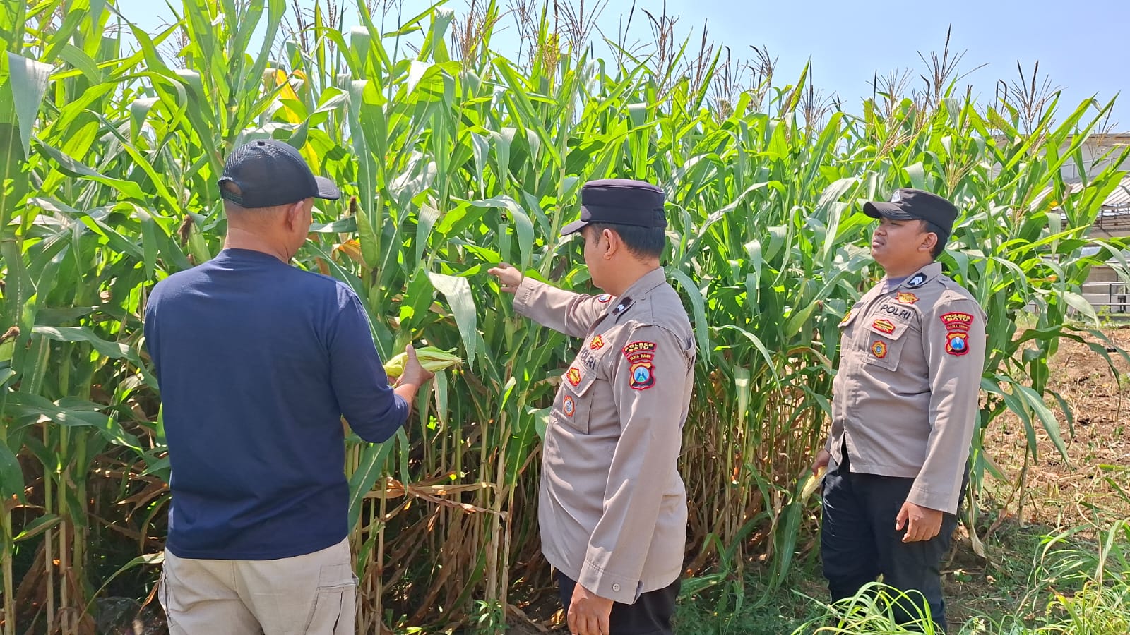 Polri Turun ke Lahan, Sambang Petani Jagung Pipil di Pujon Perkuat Ketahanan Pangan dan Kemitraan dengan Warga