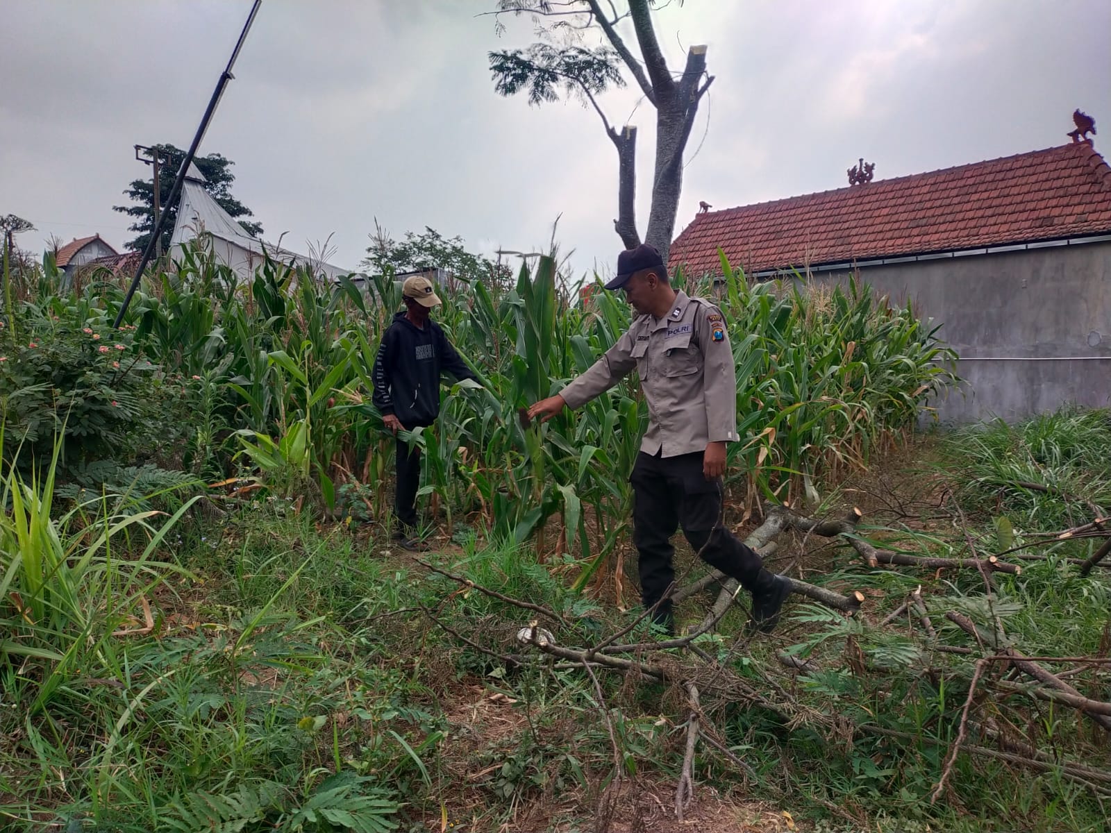 Perkuat Ketahanan Pangan, Bhabinkamtibmas Pandesari Sambangi Petani Jagung dan Serap Aspirasi di Lahan