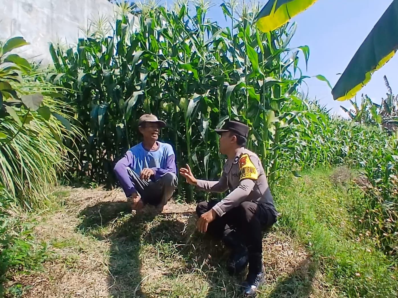 Perkuat Ketahanan Pangan, Bhabinkamtibmas Bumiaji Serap Aspirasi Petani Jagung Lewat Program Basudewo