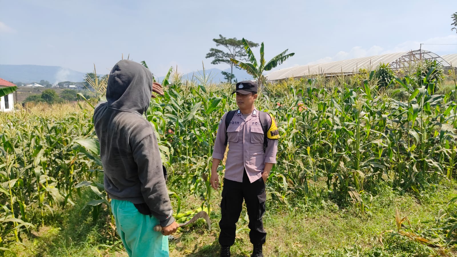 Panen Dini Akibat Hama Tikus, Bhabinkamtibmas Pandanrejo Perkuat Pendampingan Petani Demi Ketahanan Pangan