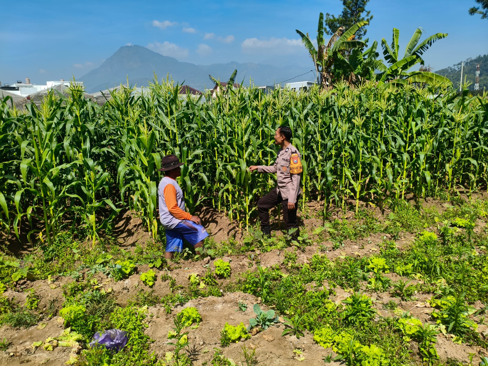 Rawat Sejak Dini, Bhabinkamtibmas Sisir Dampingi Petani Wujudkan Panen Jagung Berkualitas