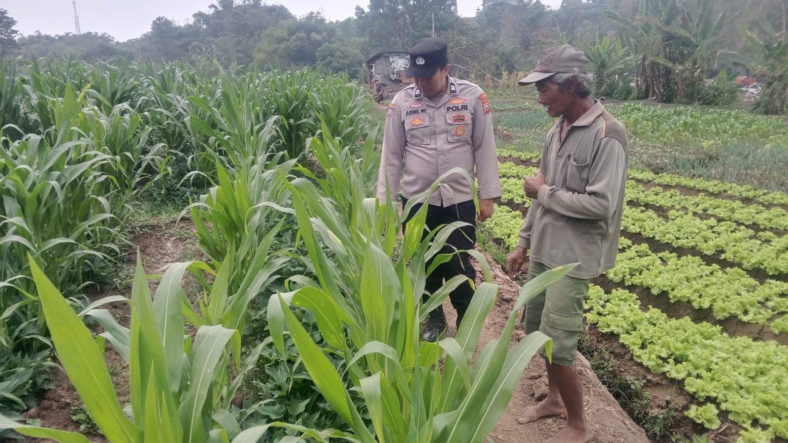 Rawat Sejak Dini, Bhabinkamtibmas Dampingi Petani Jagung Pesanggrahan