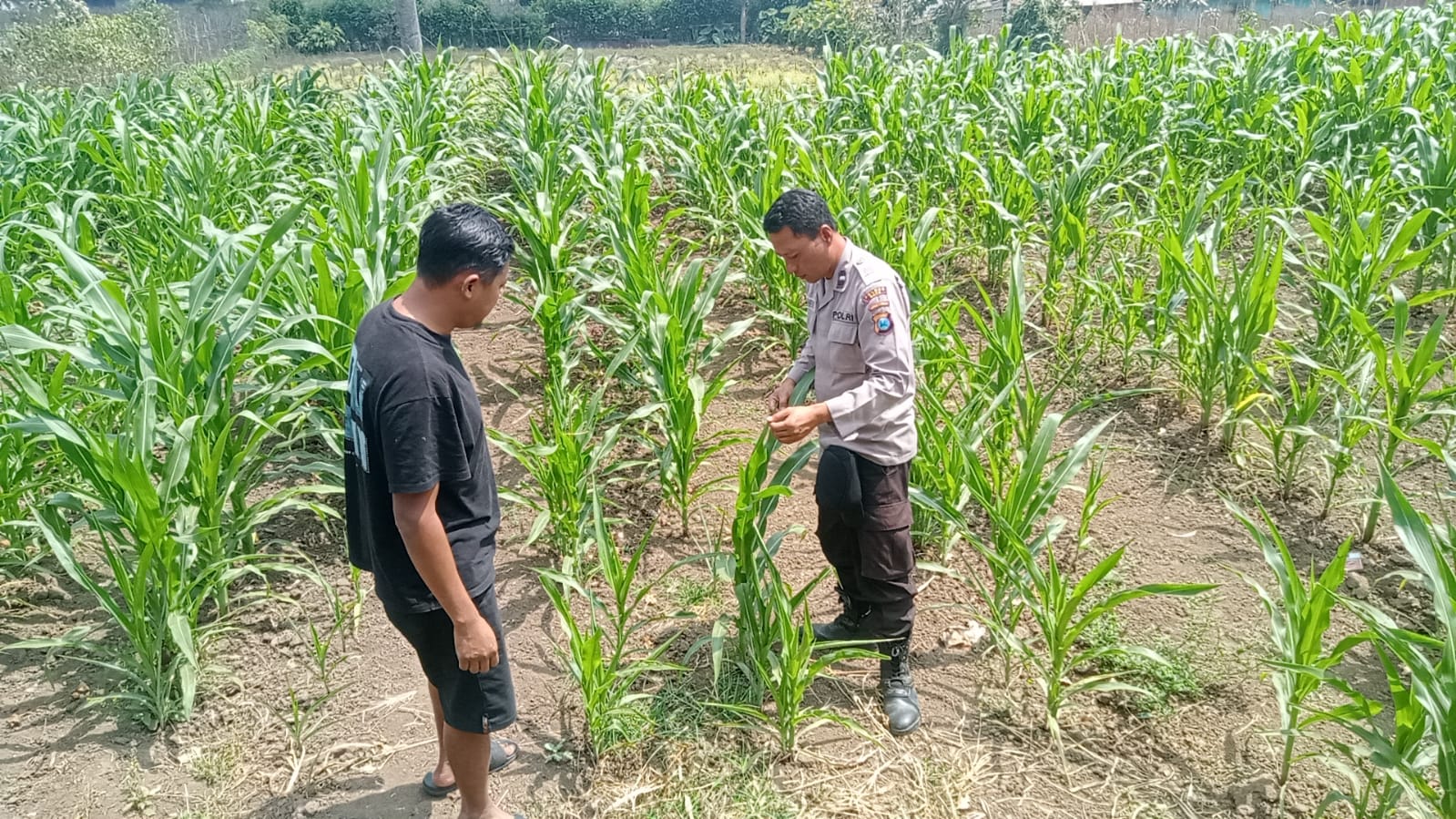 Turun ke Lahan, Bhabinkamtibmas Bendosari Serap Aspirasi Petani Jagung