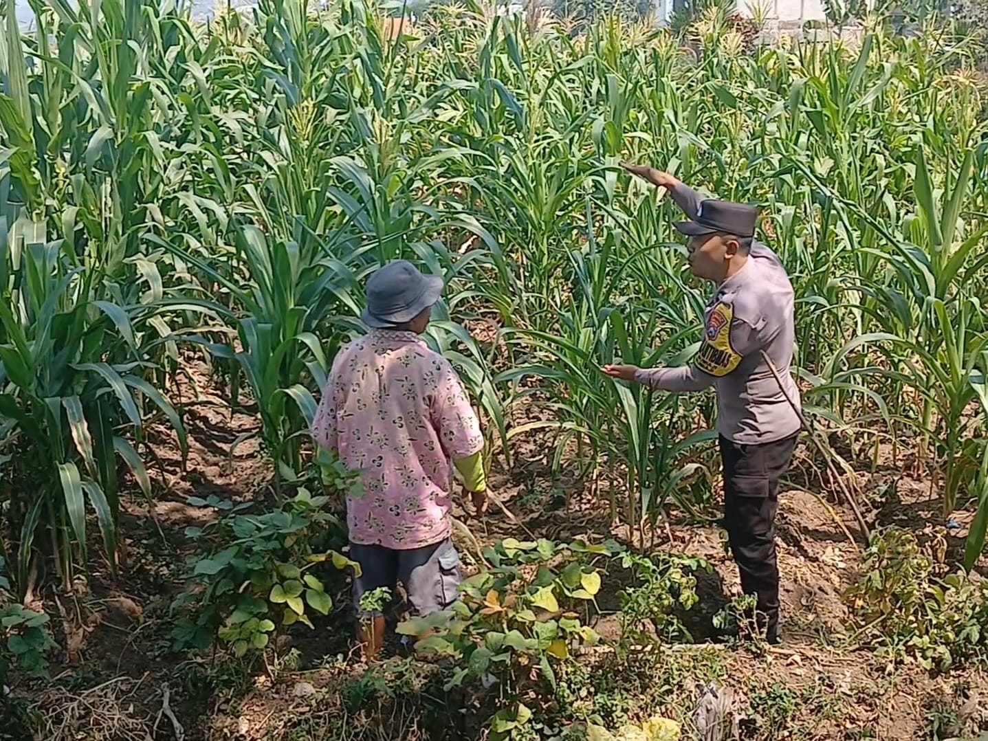 Sambang Petani Bumiaji, Polri Kawal Pertumbuhan Jagung Dukung Ketahanan Pangan