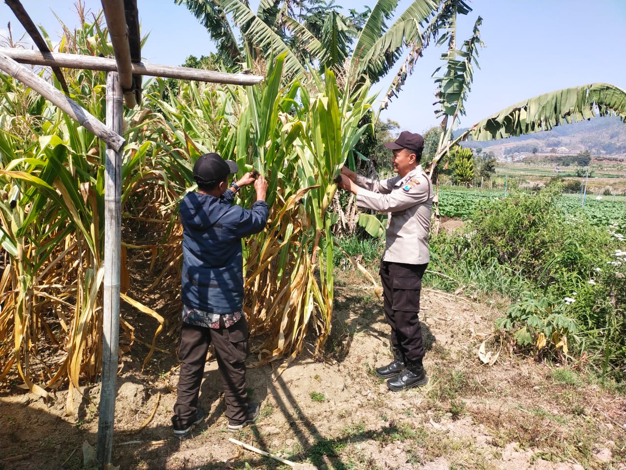 Turun ke Lahan, Bhabinkamtibmas Serap Aspirasi Petani Jagung di Pandesari