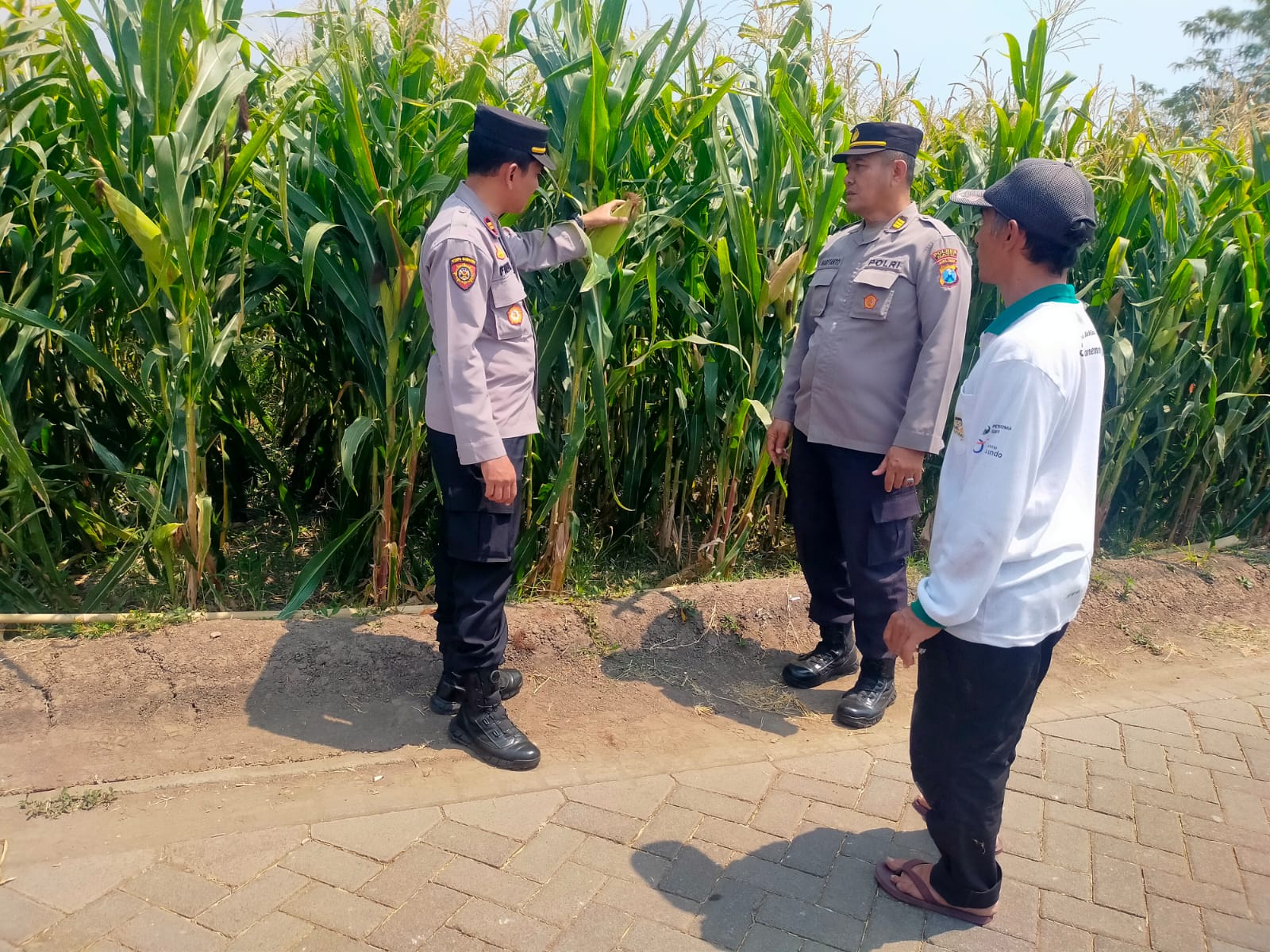 Sambang Lahan Pertanian, Polres Batu Dorong Ketahanan Pangan Jelang Panen Jagung