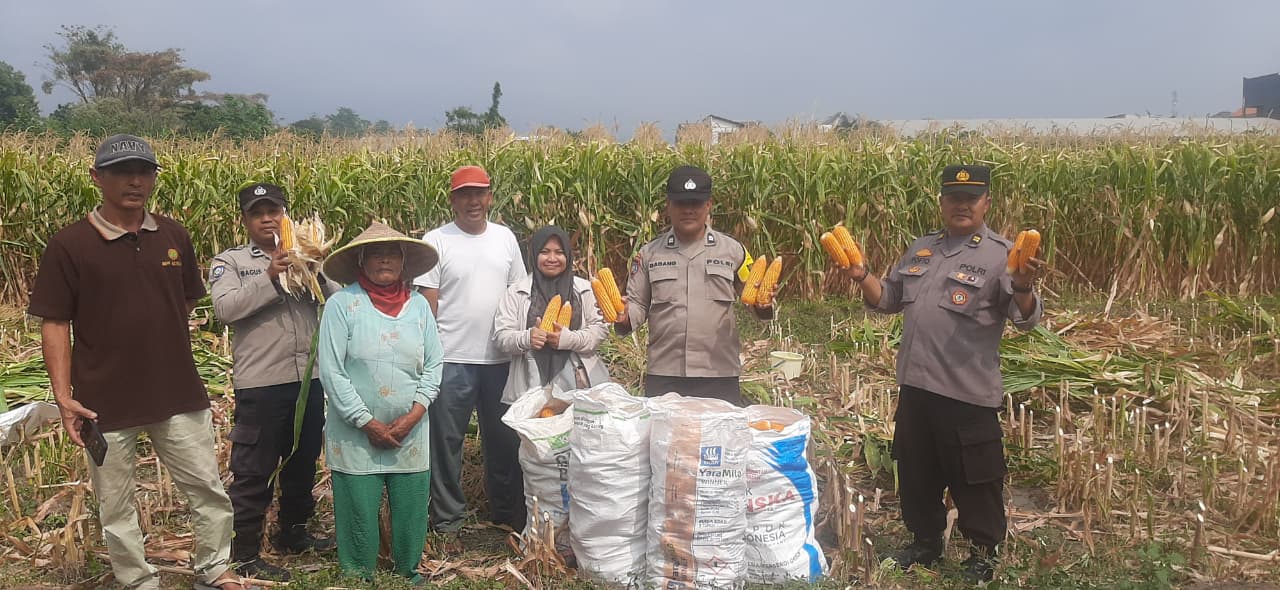 Panen Raya Jagung Pipil, Polri Bersama Petani Perkuat Ketahanan Pangan
