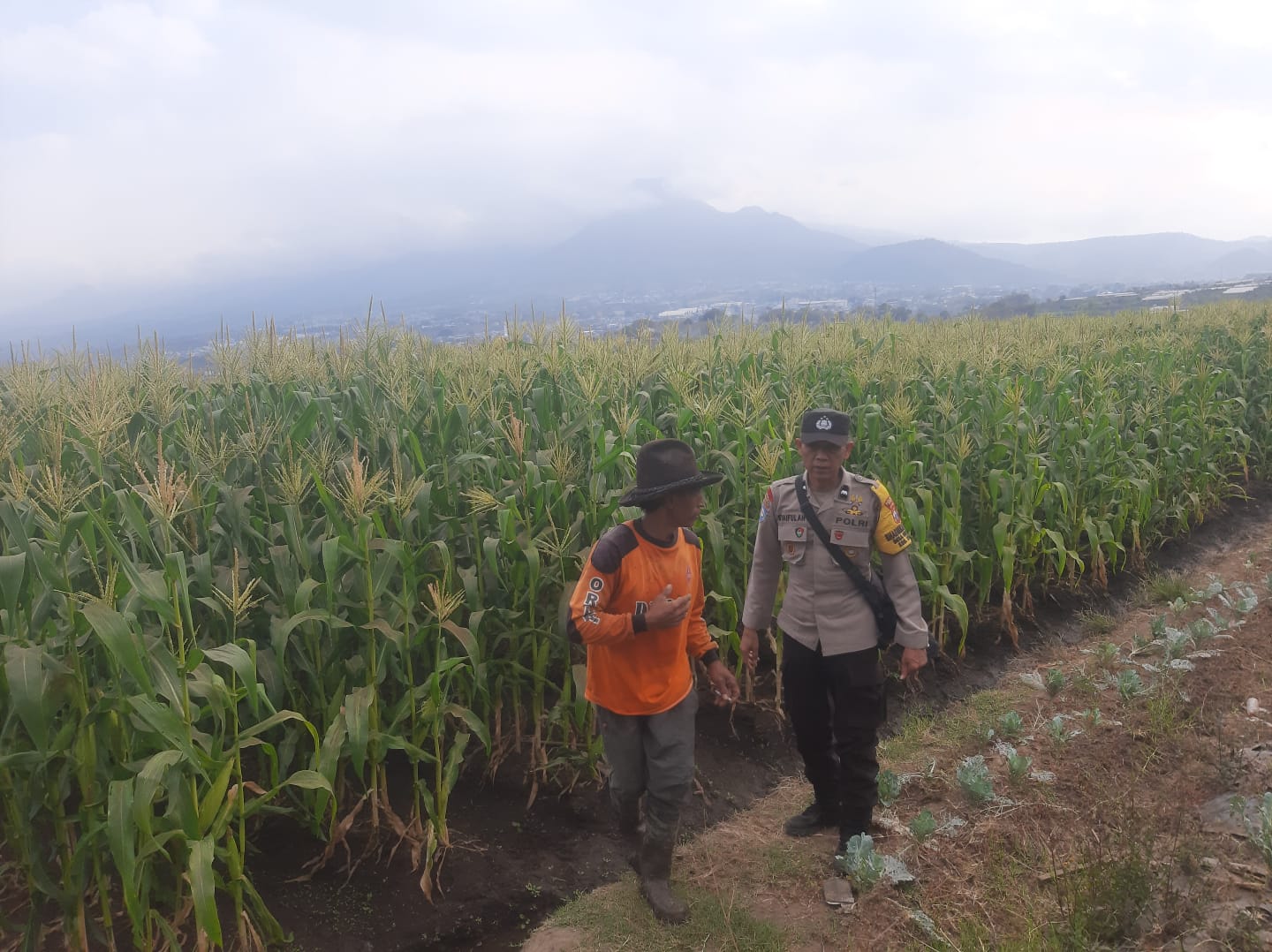 Sambang Petani Jagung, Polri Hadir Kawal Ketahanan Pangan